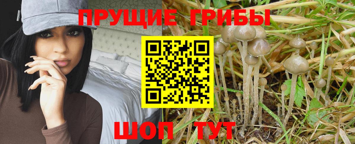 Галлюциногенные грибы Psilocybine cubensis  Вход с VPN  Медногорск  Галлюциногенные грибы мицелий 